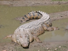 Giant crocodile fossil found in Cuba 